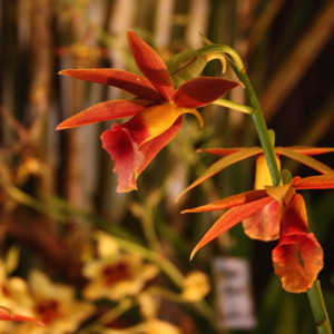 Phaius Epicattleya